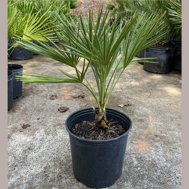 European Fan Palm Tree
