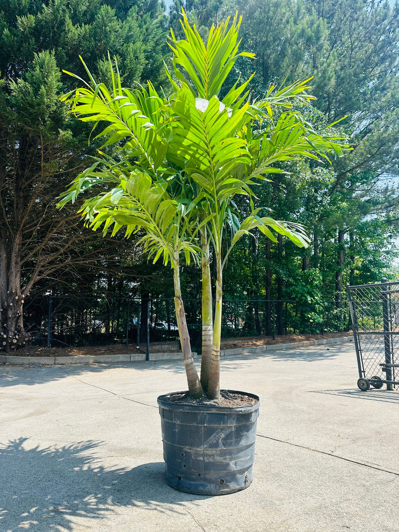 Christmas Palm Tree