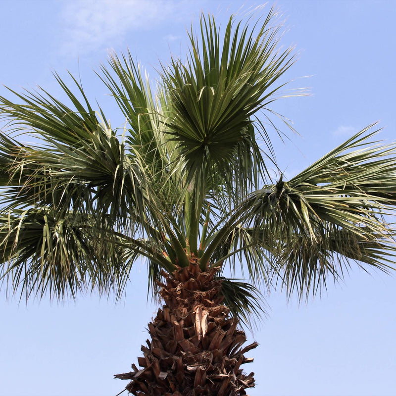 Mexican Fan Palm Tree