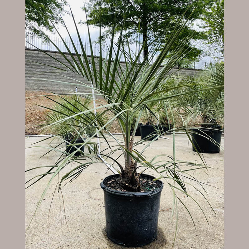 Pindo Palm Tree