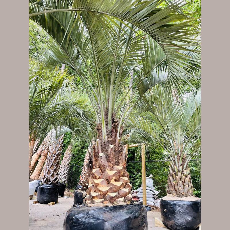 Pindo Palm Tree