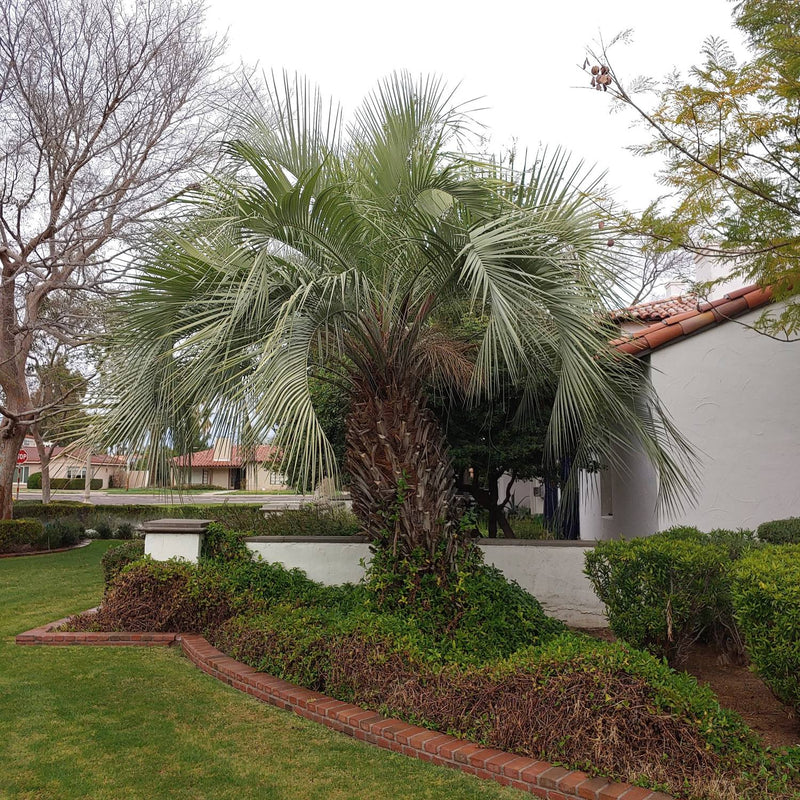Pindo Palm Tree