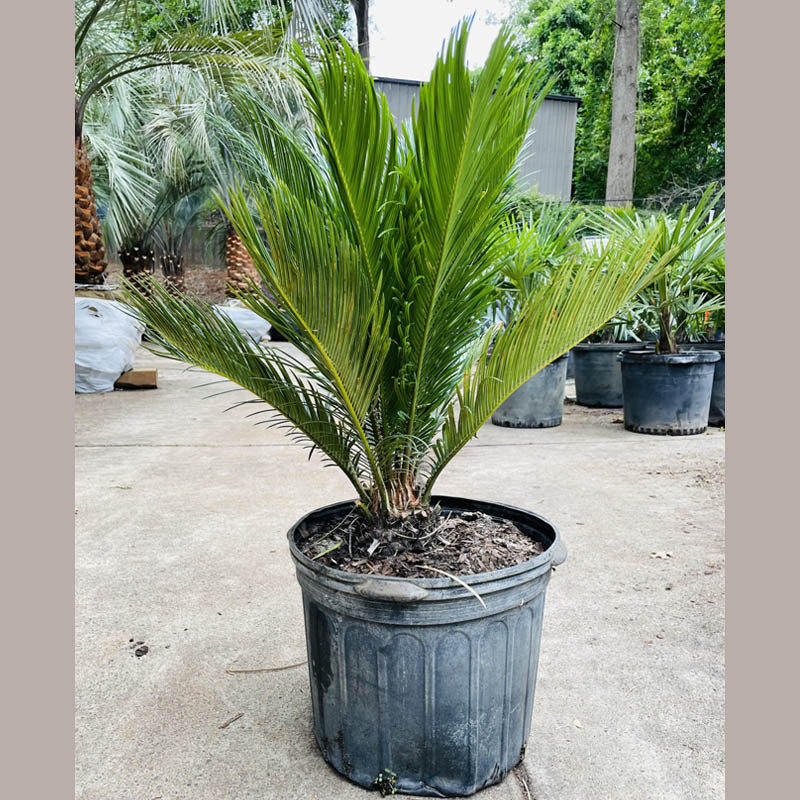 Sago Palm
