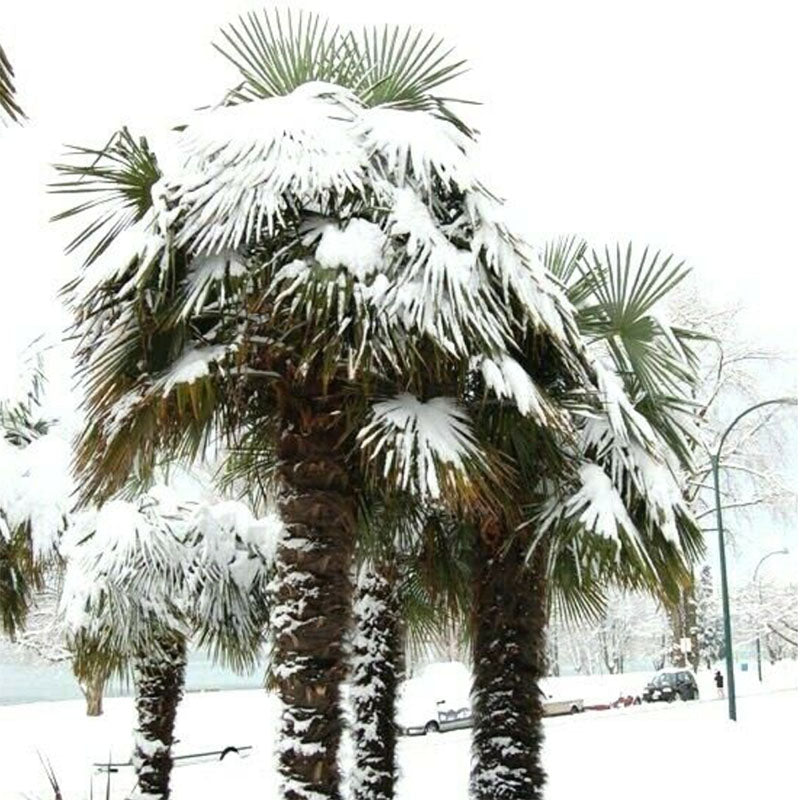 Windmill Palm Tree