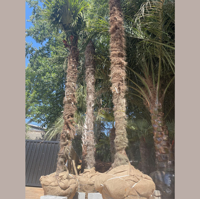Windmill Palm Tree