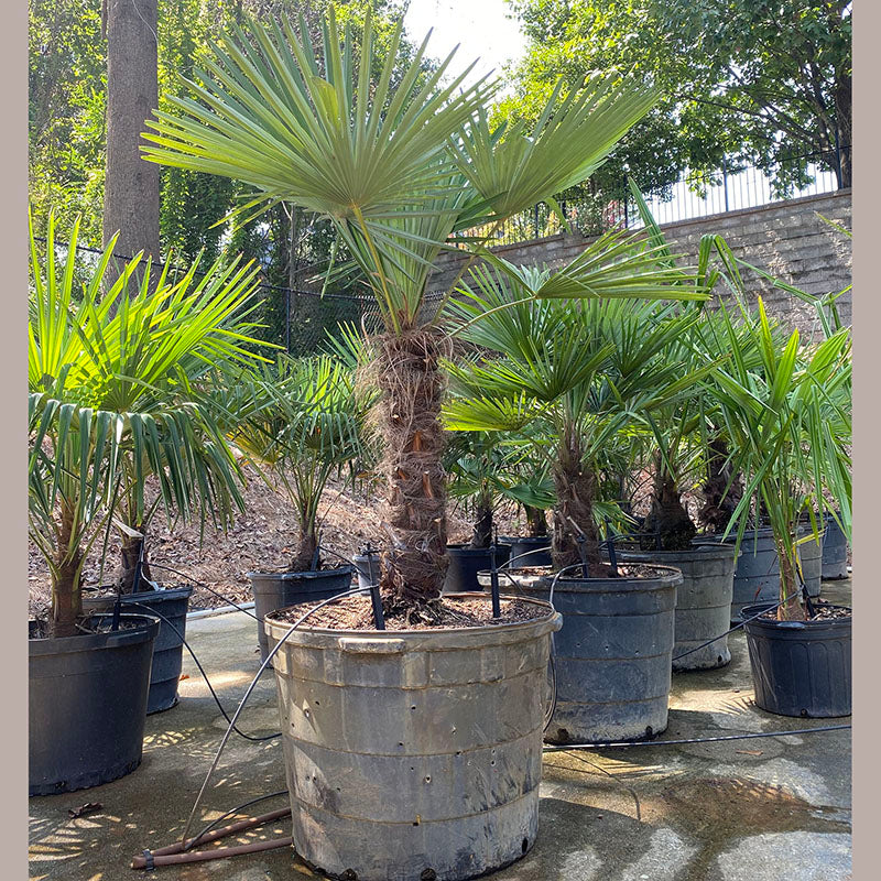 Windmill Palm Tree