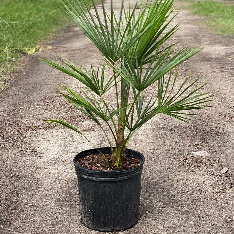 Windmill Palm Tree