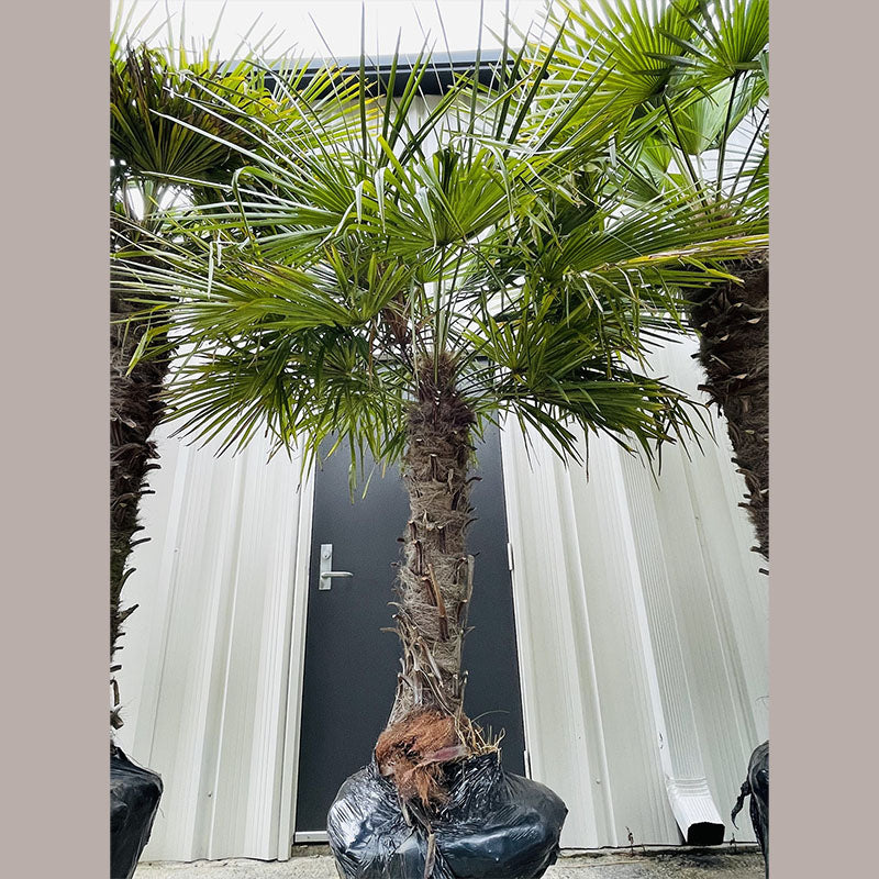 Windmill Palm Tree