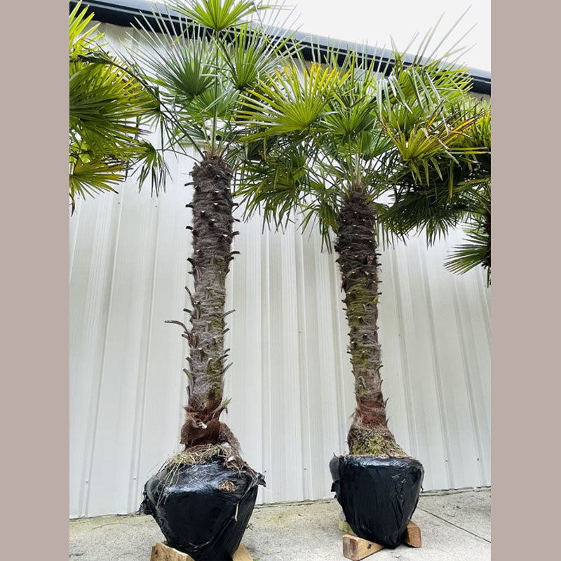 Windmill Palm Tree