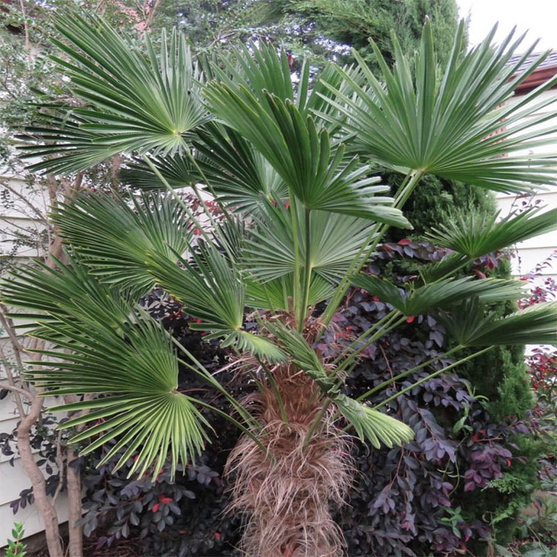 Windmill Palm Tree