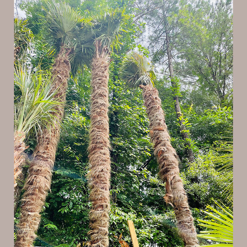 Windmill Palm Tree