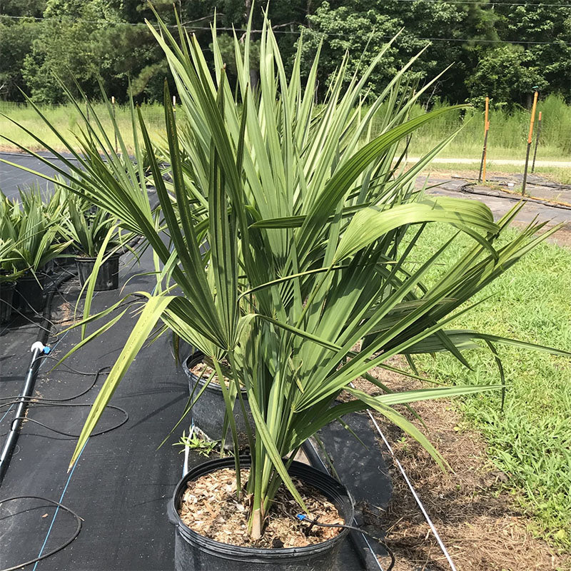 Dwarf Palmetto Tree