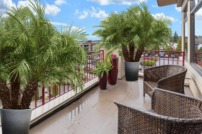 Pygmy Date Palm Tree