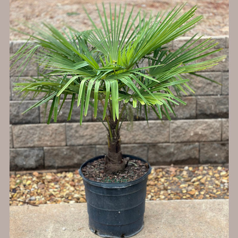 Windmill Palm Tree
