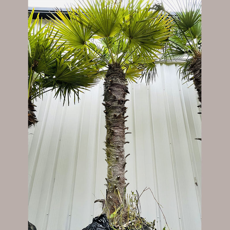 Windmill Palm Tree