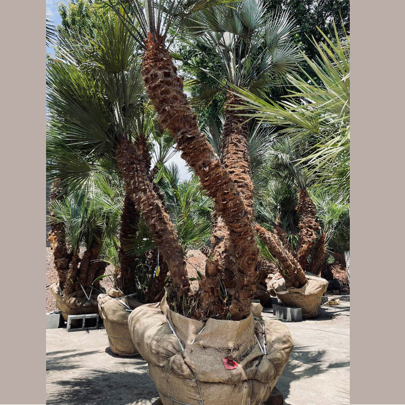 European Fan Palm Tree