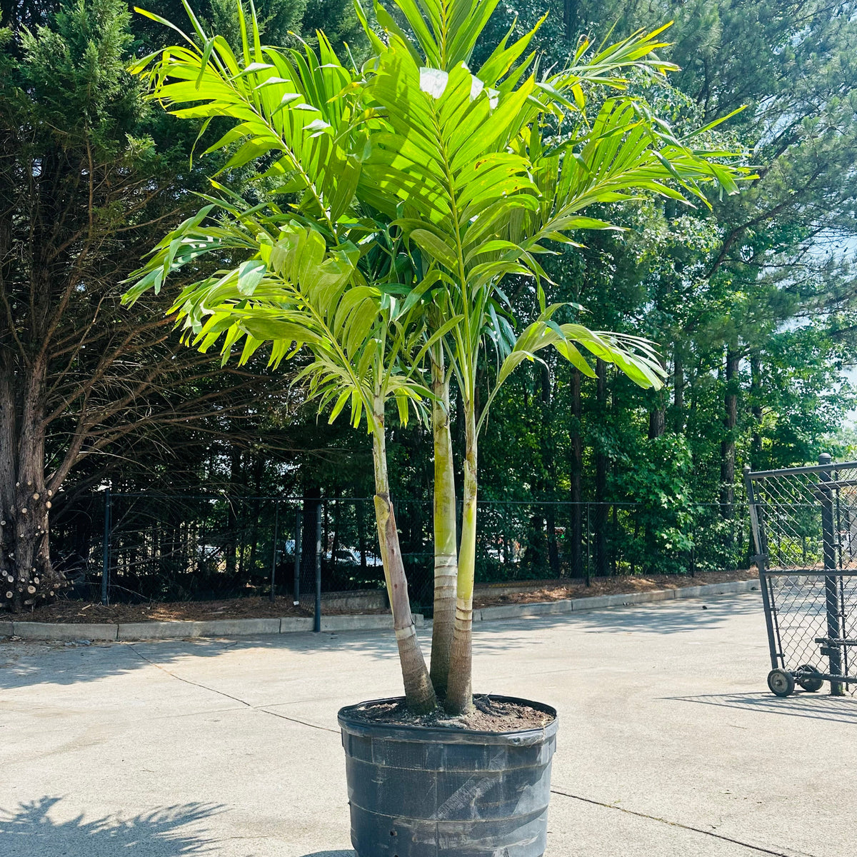 Christmas Palm Tree
