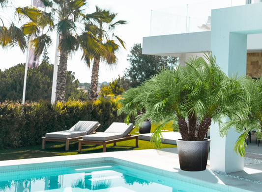 Pygmy Date Palm Tree