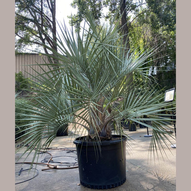 Pindo Palm Tree