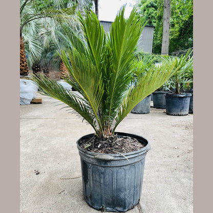 Sago Palm