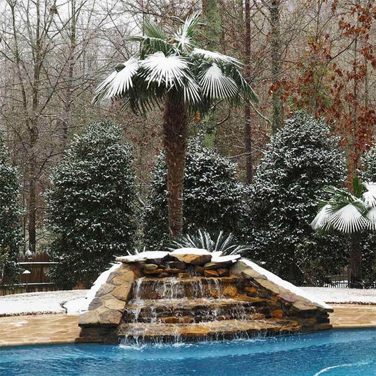Windmill Palm Tree