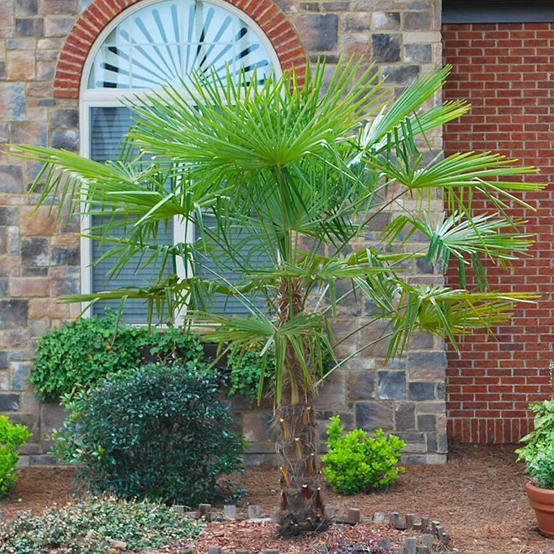 Windmill Palm Tree