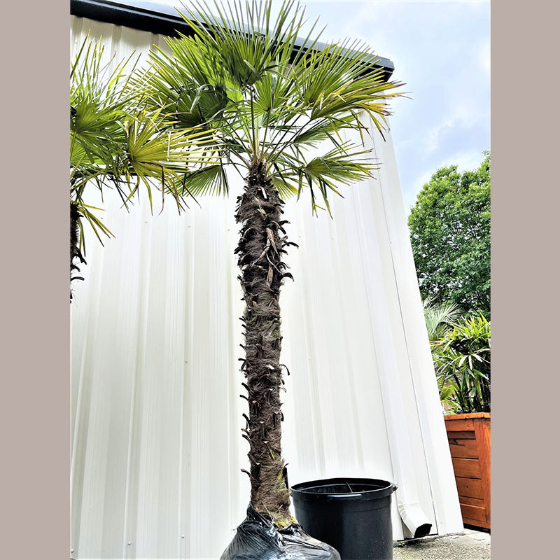 Windmill Palm Tree