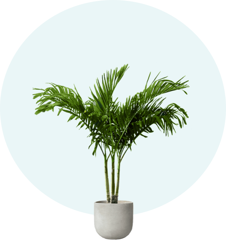 Palm Tree Finder