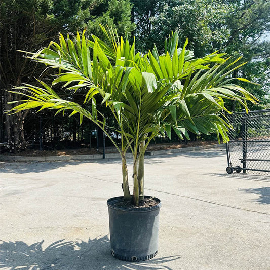 Christmas Palm Tree