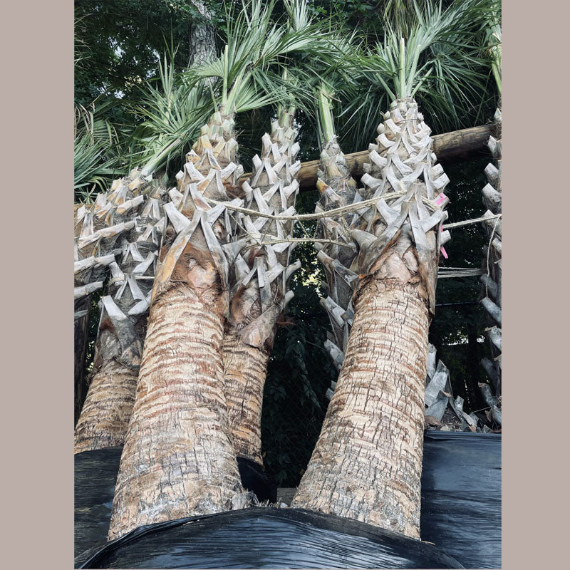 Sabal Palmetto Tree