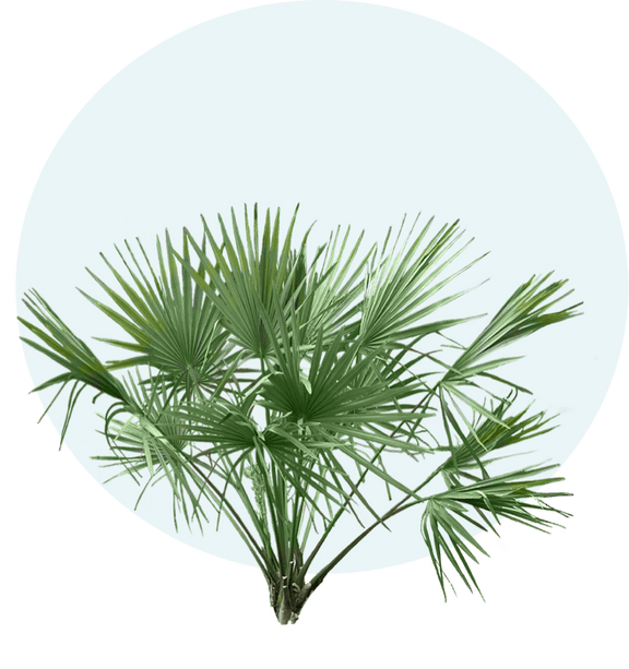 Palm Tree Finder