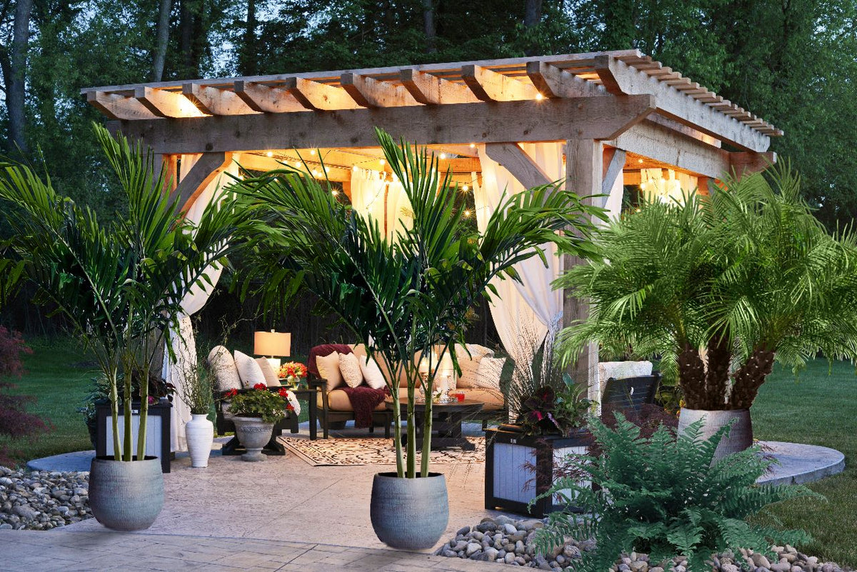Pygmy Date Palm Tree