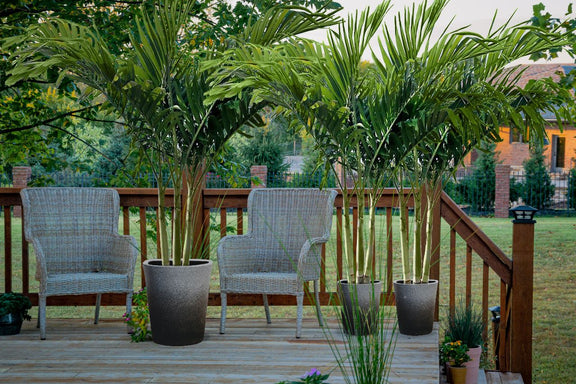 palm tree for your deck