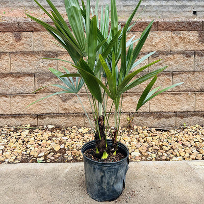 Needle Palm Tree