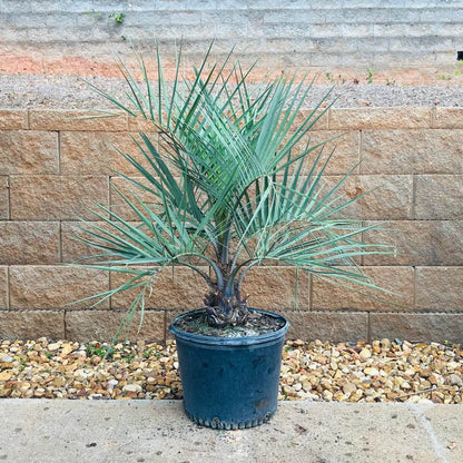 Pindo Palm Tree