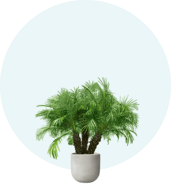 Palm Tree Finder