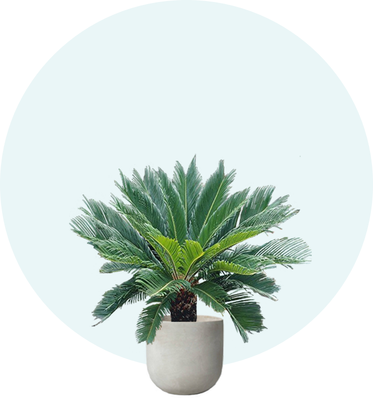 Palm Tree Finder