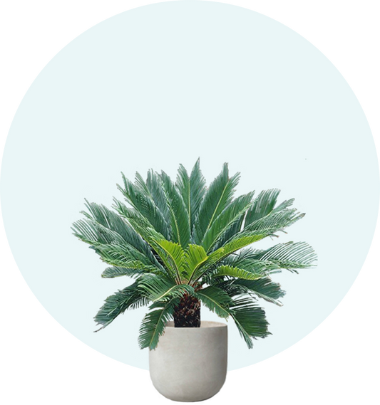 Palm Tree Finder