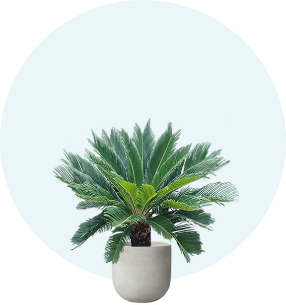 Palm Tree Finder