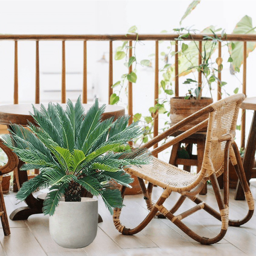 Sago Palm