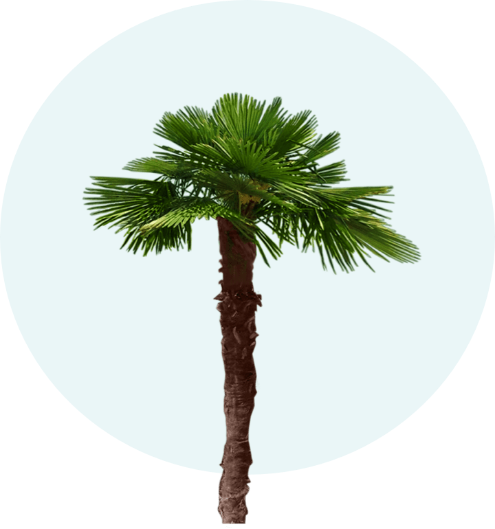 Palm Tree Finder