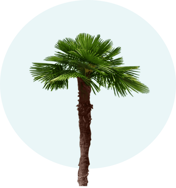 Palm Tree Finder