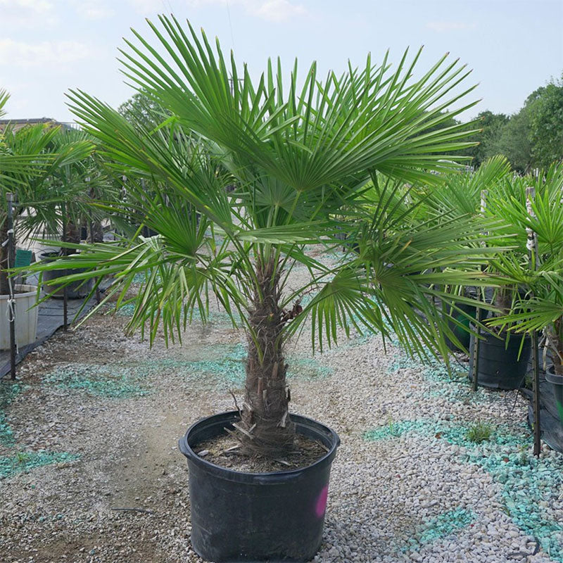 Windmill Palm Tree