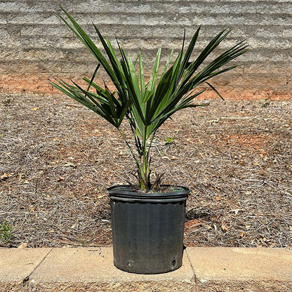 Windmill Palm Tree